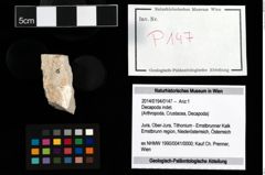 Foto (Objekt + Etikett) von Decapoda indet.  (NHMW-GEO-2014-0194-0147)